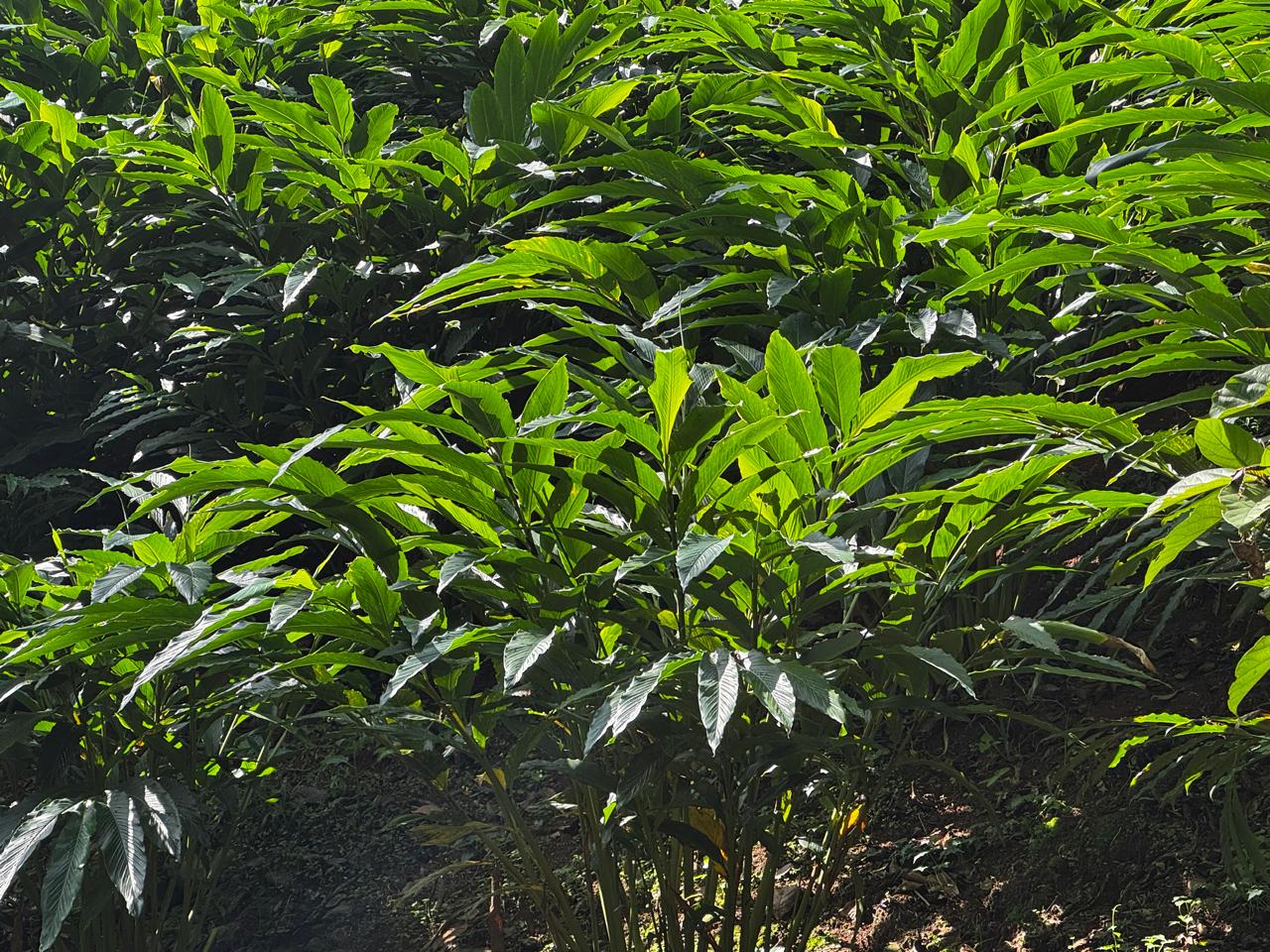 Cardamom plantation